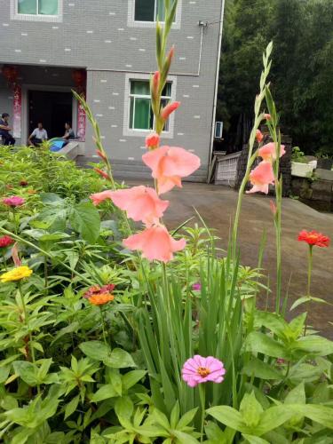 門前漂亮的花