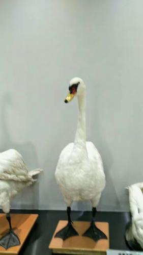 百草園中的動物模型