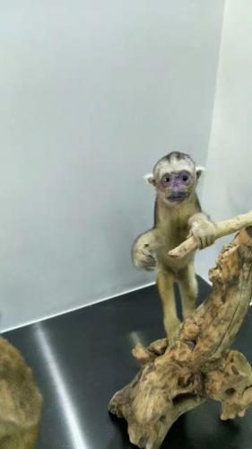 百草園中的小猴子