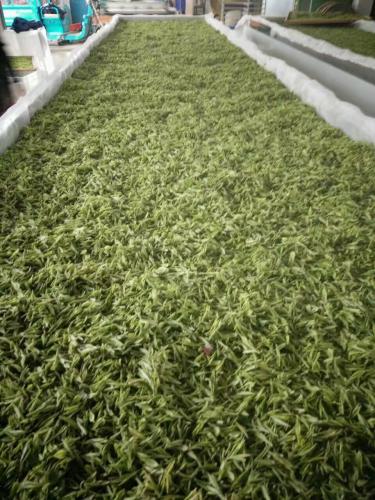 新鮮的茶葉
