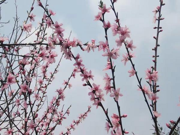 盛開的桃花