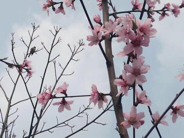 桃花樹