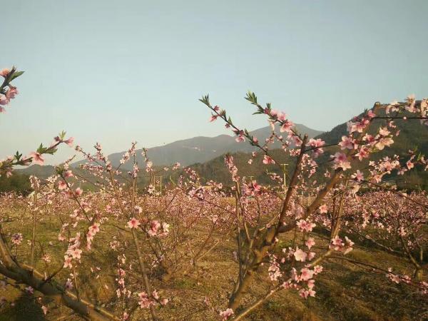 桃花園