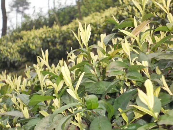 茶葉