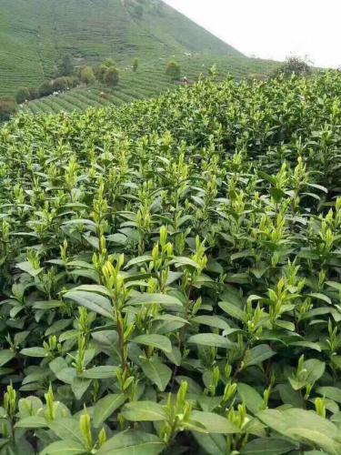 滿山的茶葉