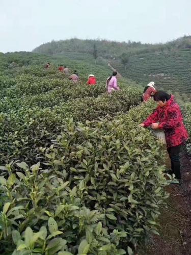 摘菜葉