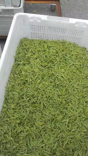 許多新鮮的茶葉