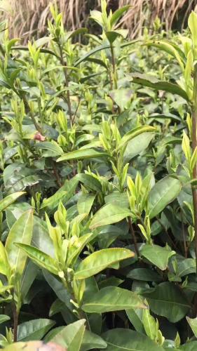 茶樹園