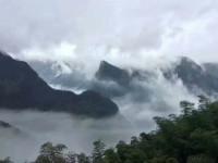 高山云霧茶