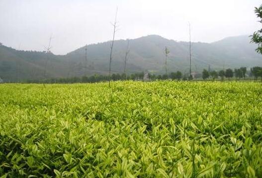 茶園