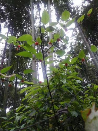 許多果樹