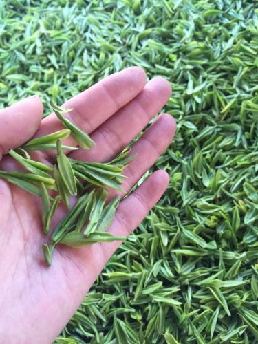 新鮮的茶葉