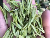 自然茶葉