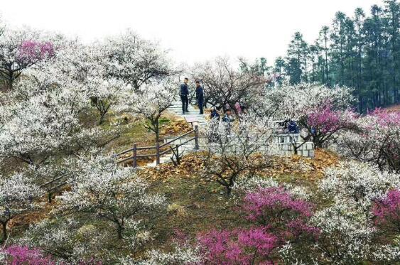 山花遍地