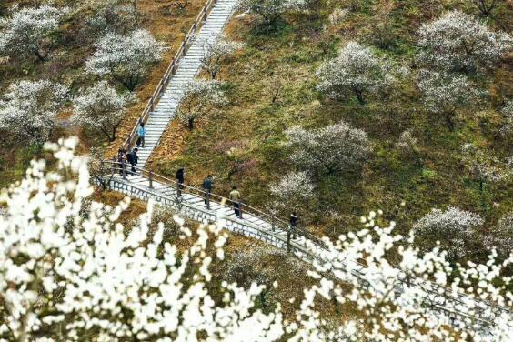 來(lái)花海賞美景