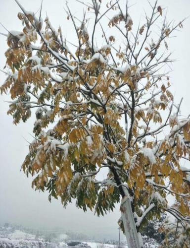 白雪壓樹枝
