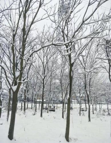 雪中樹林
