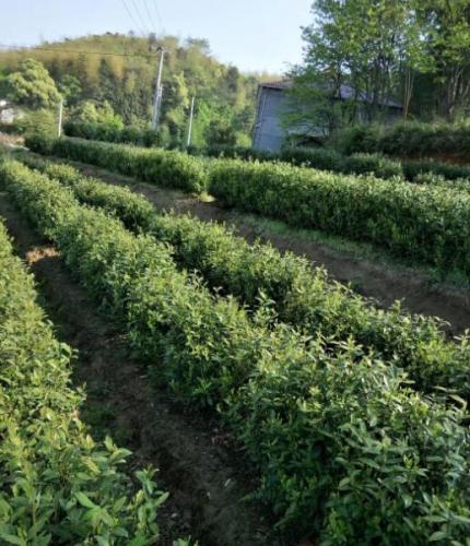 高山上的茶園