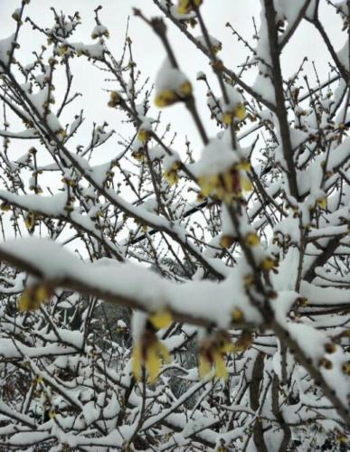 樹枝上的白雪
