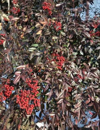 紅色野果