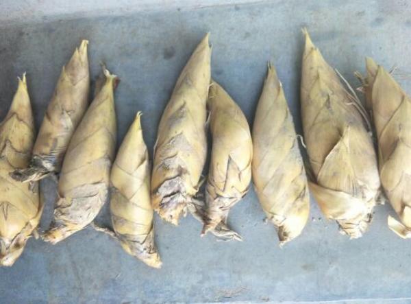 新鮮的竹筍