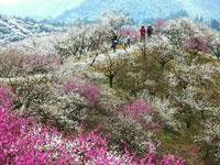 山花爛漫