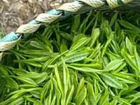 高山茶葉