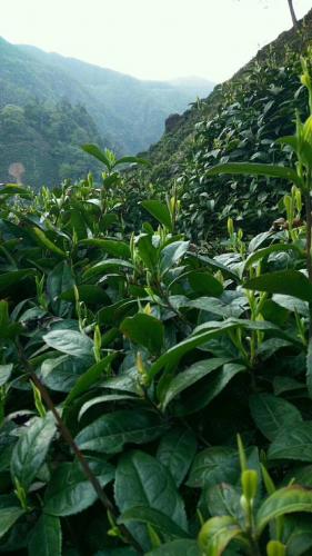 山上茶園