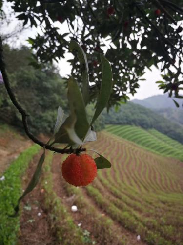 樹上的楊梅