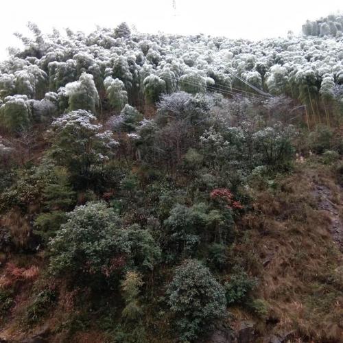 樹上的雪
