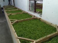炒制茶葉