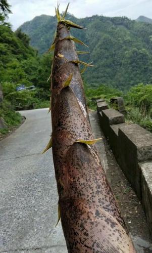 竹筍