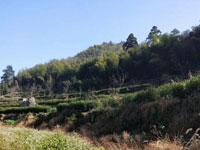高山茶園