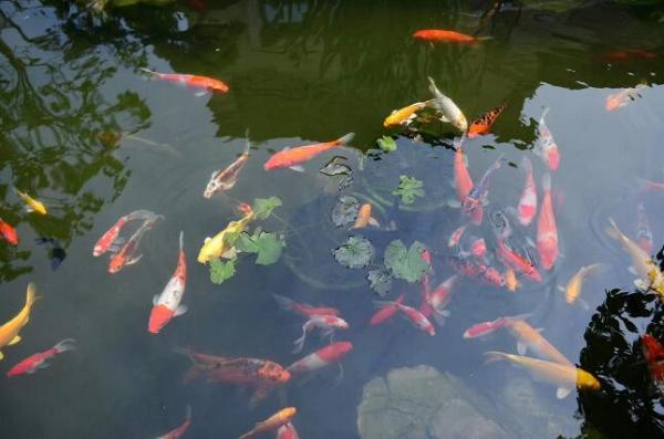 池中魚兒