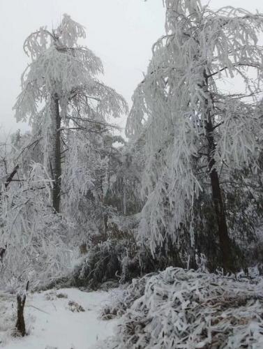 滿樹的雪