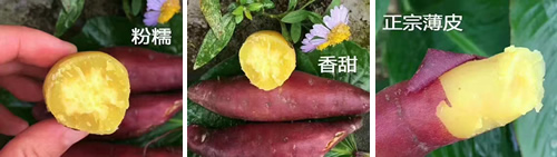 品嘗紅薯
