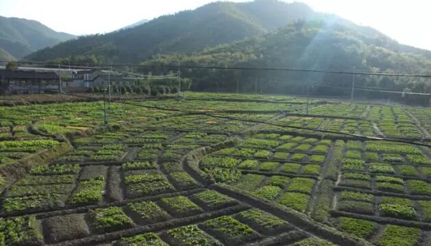 綠草坪
